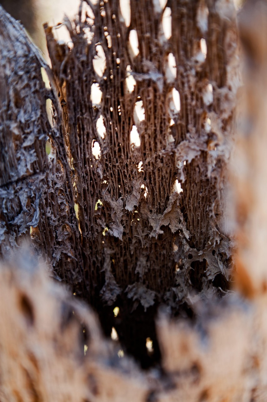 Cactus bark, Argentina